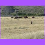 Bison Herd.jpg